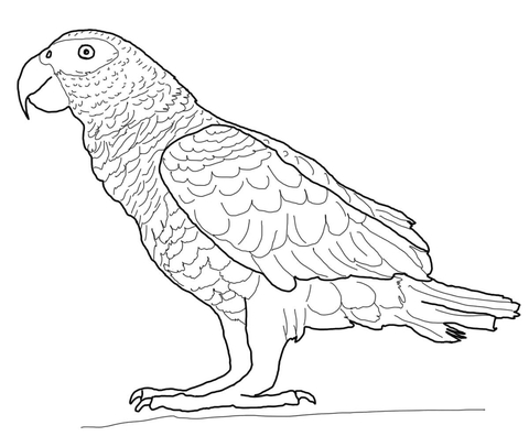 African Gray Parrot Coloring Page